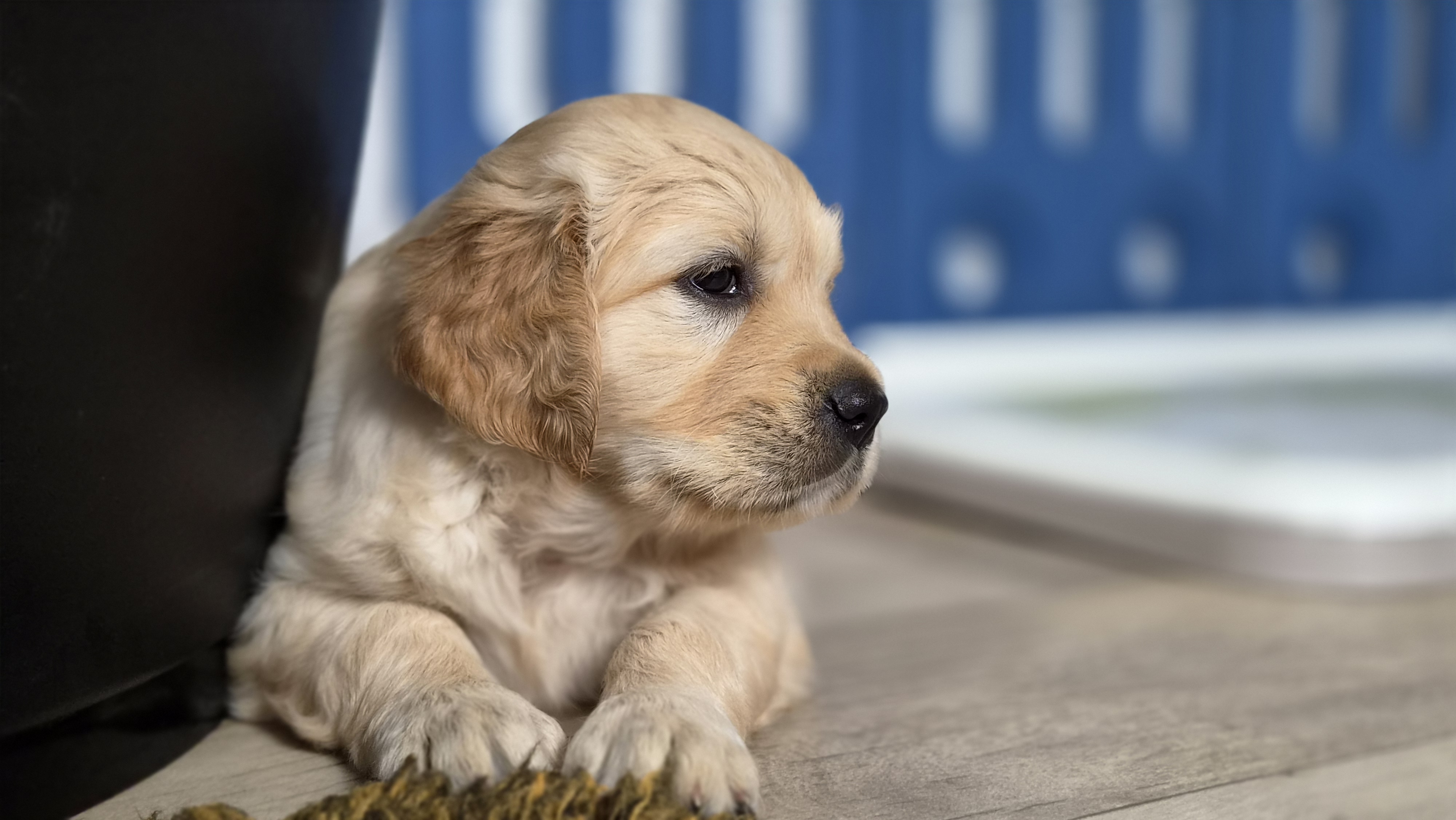 Golden Valley of Peace - Golden Retriever